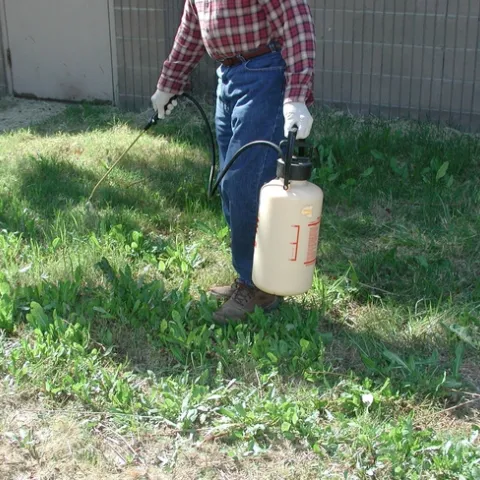 Applying glyphosate from a hand-held sprayer to control weeds. (Credit: CA Reynolds)