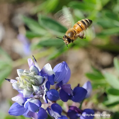 Lupine seeds will be among the native wildflower seeds available at the UC Davis Arboretum and Public Garden plant sale on Saturday, Sept. 28. (Photo by Kathy Keatley Garvey)