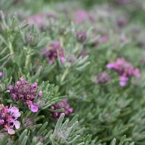 Teucrium cossonni majoricum. Photo:Native Sun Nursery