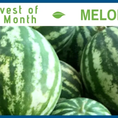 Melons September