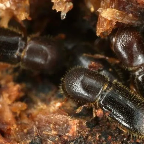 ambrosia beetles