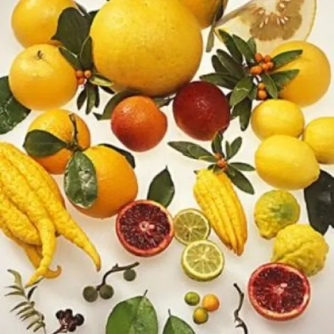 citrus cornucopia