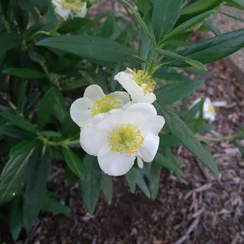 California bush anemone by Cindy Weiner