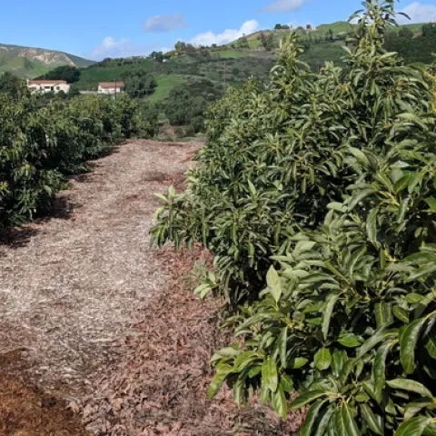 mulched avocado