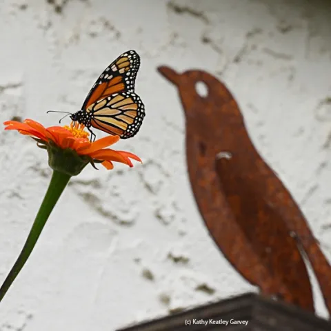 A monarch butterfly sips nectar from a Mexican sunflower (Tithonia) in front of a bird, decorative art. (Photo by Kathy Keatley Garvey)