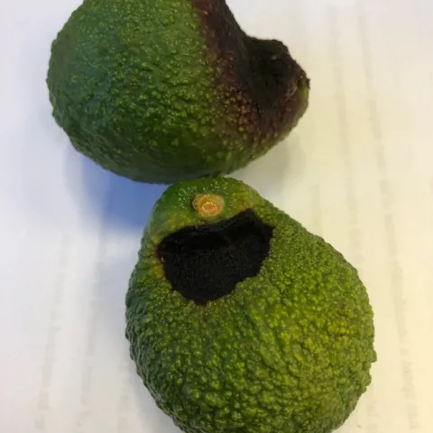 crick-side fruit