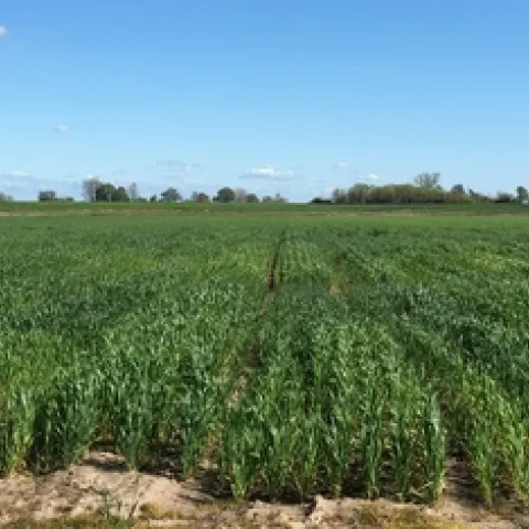 2019 wheat and triticale variety trial on Staten Island.