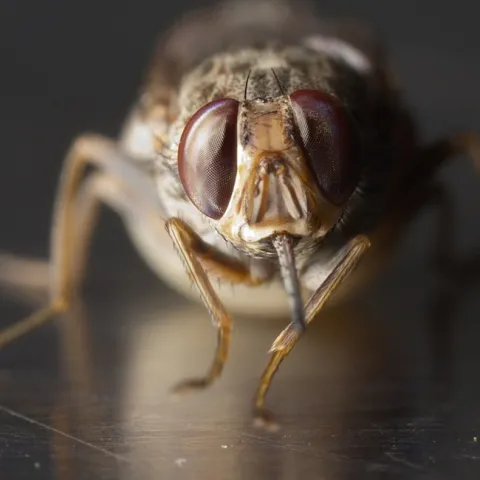 Close-up of a gravid tsetse fly, Glossina morsitans morsitans. (Photo by Geoffrey Attardo)