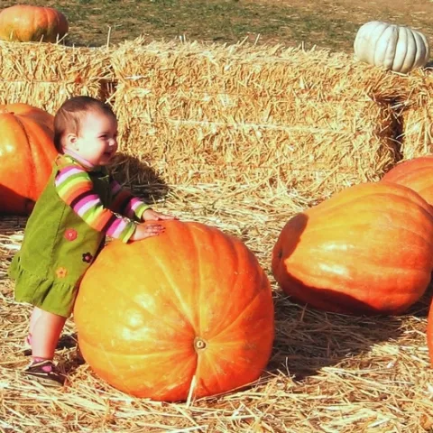 Photo of toddler at Dave's Pumpkin Farm, West of Sacramento by Master Gardener Penny Leff of Yolo County.