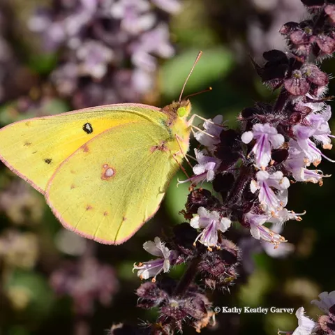 An alfalfa butterfly, Colias eurytheme, sips nectar from an African blue basil blossom. (Photo by Kathy Keatley Garvey)