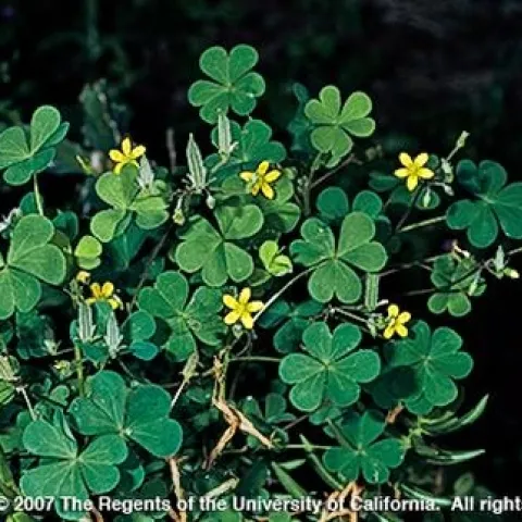 Creeping woodsorrel, <i>Oxalis corniculata</i><br>(Credit: JM DiTomaso)