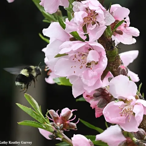 Black-tailed bumble bee, Bombus melanopygus, nectaring on nectarine blossoms. (Photo by Kathy Keatley Garvey)