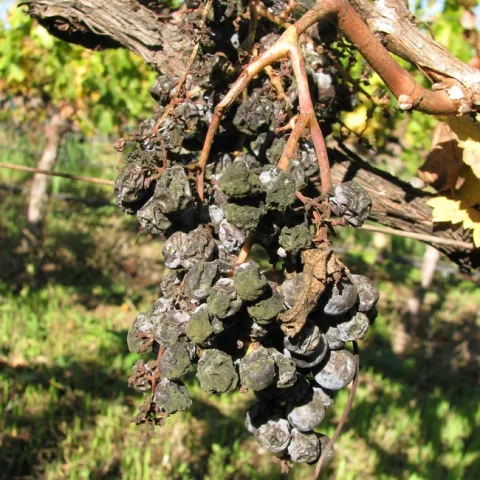 Dessicated Cabernet Sauvignon cluster