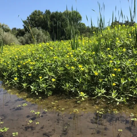 Water primrose along the American River.