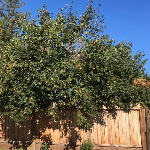 persimmon michelle 20191