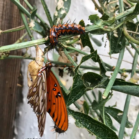 A newly eclosed Gulf Fritillary dries its wings while a caterpillar crawls around looking for food. (Photo by Kathy Keatley Garvey)