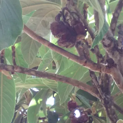 Mummied fruit on tree.