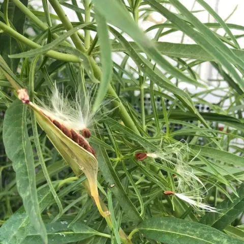 Asclepias Seedpod photo by Karen Metz