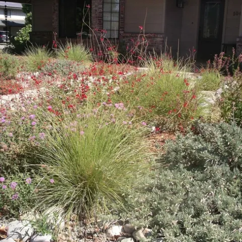 Colorful perennials and shrubs by Cindy Weiner