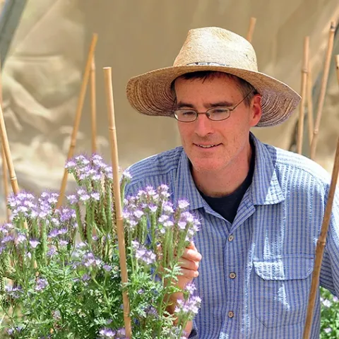 Pollination ecologist Neal Williams, shown here working with blue orchard bees on Phacelia, is a newly inducted Fellow of the California Academy of Sciences. (Photo by Kathy Keatley Garvey)