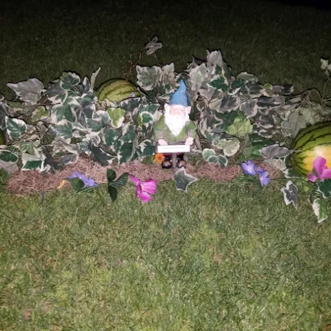 Vines, 2 watermelons, and a garden gnome on a lawn.