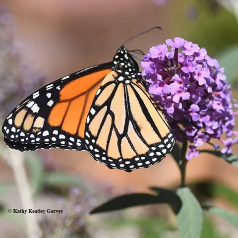 A male monarch nectars on a butterfly bush in Vacaville, Calif. on Oct. 12, 2019. (Photo by Kathy Keatley Garvey)