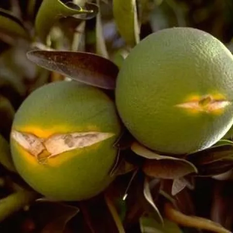 Citrus fruit splitting. (Elizabeth Grafton-Cardwell)