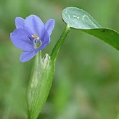 Monochoria vaginalis