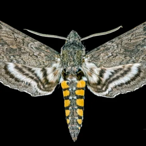 Male Manduca sexta. (Image by Didier Descouens, courtesy of Wikipedia, https://commons.wikimedia.org/w/index.php?curid=55297375)