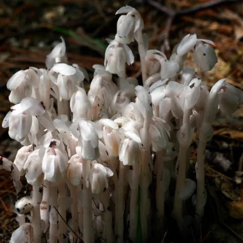 Ghost plant is translucent, often appearing almost “ghostly” white. It is a perennial wildflower in the blueberry family, also known as corpse plant.