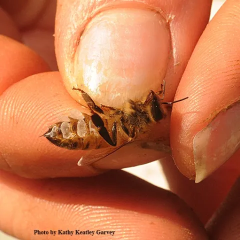 A worker bee with eight wax-producing glands in the abdominal segments. (Photo by Kathy Keatley Garvey)