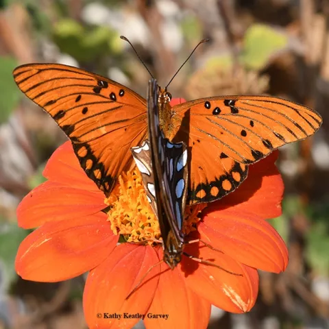 Two Gulf Fritillaries meet on a Mexican sunflower, Tithonia rotundifolia. (Photo by Kathy Keatley Garvey)