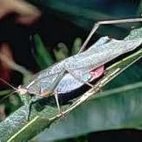 California Angle-wing Katydid - Adult<br><i>(Microcentrum californicum)<i>
