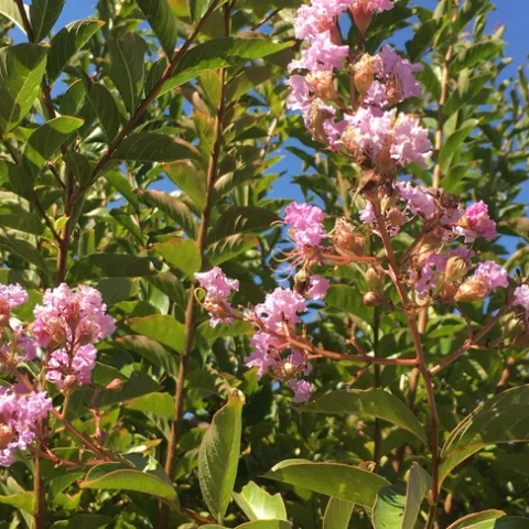 Photo By Leslie Stevens