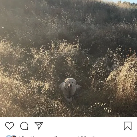 Dan Macon uses Instagram to tell people about his livestock guardian dog research.