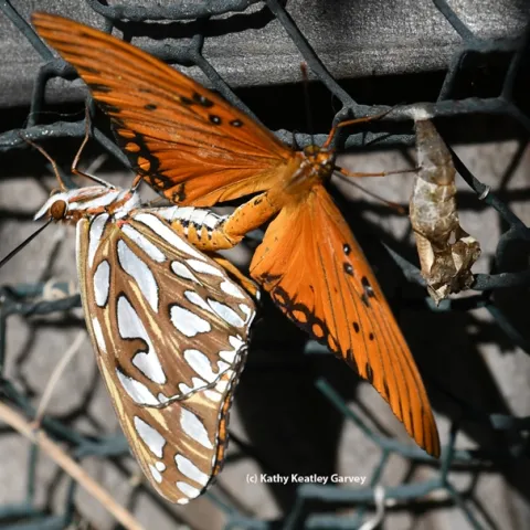 Gulf Fritillaries (Agraulis vanillae) are keeping busy on a Vacaville (Calif.) passionflower vine. (Photo by Kathy Keatley Garvey)