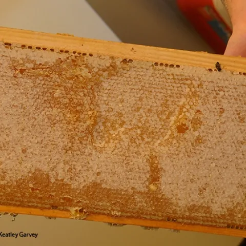 Honey doesn't come from a jar you buy in a store; it comes from a frame. (Photo by Kathy Keatley Garvey)