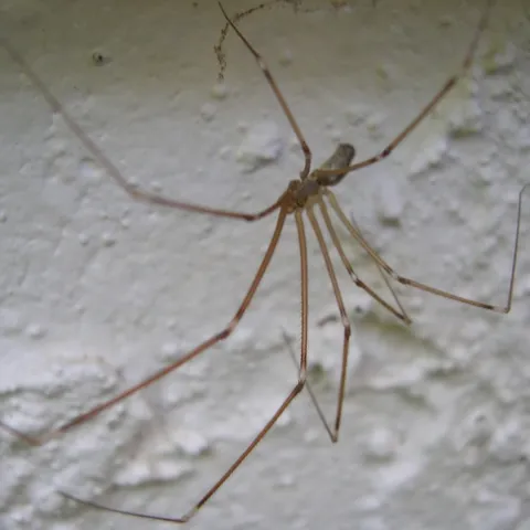 Daddy-Long-Legs spider legs