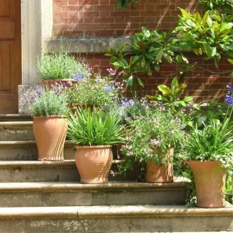 Potted plants photo from www.peakpx.com