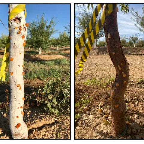 Figure 1. The images above illustrate different levels of trunk gummosis observed in the field when comparing old paint (left) vs. no paint (right).