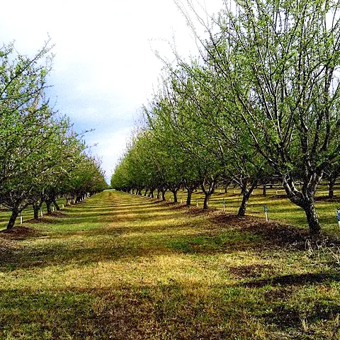 Figure 1. Post-harvest in an almond orchard one month after harvest. Micro sprinklers have started the germination of some winter weeds such as filaree and annual bluegrass. While tough to control (semi-) perennials such as threespike goosegrass and Italian ryegrass remain after this year’s management program.