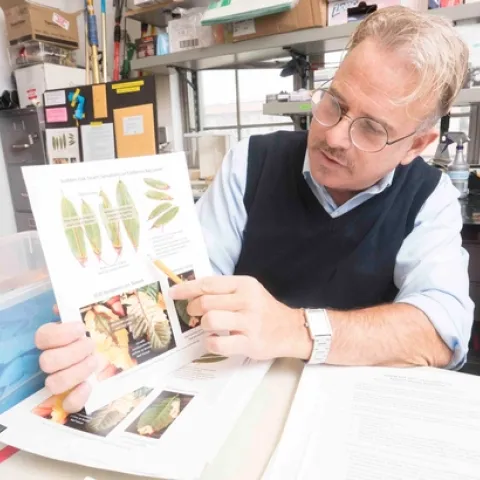 Matteo Garbelotto refers to a resource provided to citizen science volunteers who participate in the 2019 SOD Blitz. More thank 400 participants helped gather data this year. Photo by Jim Block.