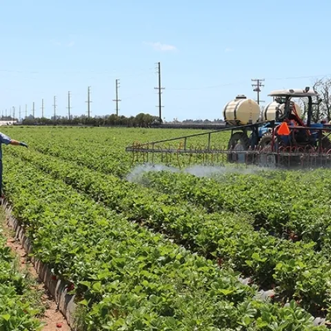 Spraying a strawberry field. (Photo by Christian Nansen)