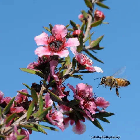 A honey bee heads for a Leptospermum scoparium keatleyi, a plant also known as "the New Zealand tea tree" or bush. Manuka honey is from Leptospermum scoparium. (Photo by Kathy Keatley Garvey)