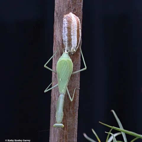 A praying mantis depositing an egg mass, ootheca. (Photo by Kathy Keatley Garvey)
