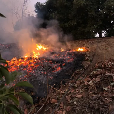 slow burn through orchard