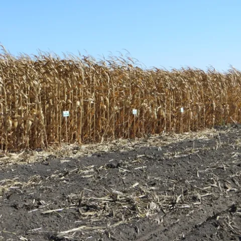 Figure 1. Delta field corn variety trial.
