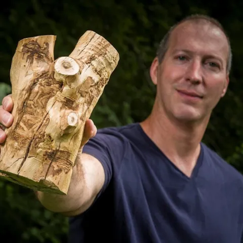 Wright State biology professor Don Cipollini earlier discovered that the emerald green ash borer targets the white fringetree, Chionanthus virginicus, native to the savannas and lowlands of the southeastern United States. Later he and fellow researchers discovered it also infests an olive tree species. (Photo by Chris Snyder)