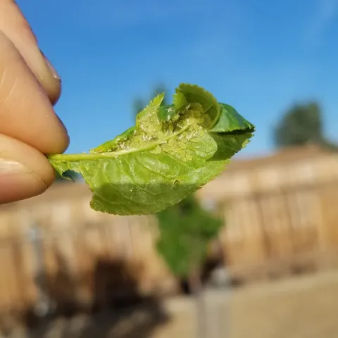 Aphids on under side of leaves