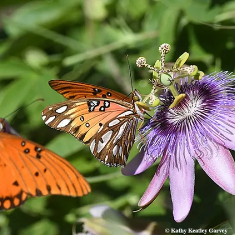 A Gulf Fritillary nectars the blossom of a passionflower vine, its host plant, while another Gulf Frit flutters in. (Photo by Kathy Keatley Garvey)